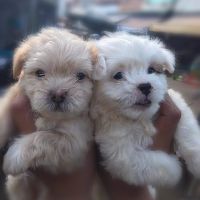 TANI PET SHOP-QUẦN ÁO THÚ CƯNG