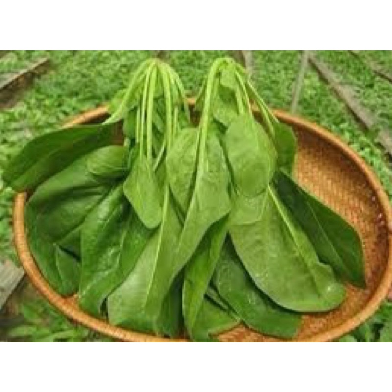 Hạt giống Cải bó xôi, đóng gói 20gr, giàu dinh dưỡng, dễ trồng, ít sâu bệnh