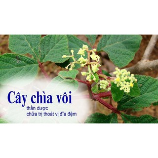 Cây chìa vôi 1kg