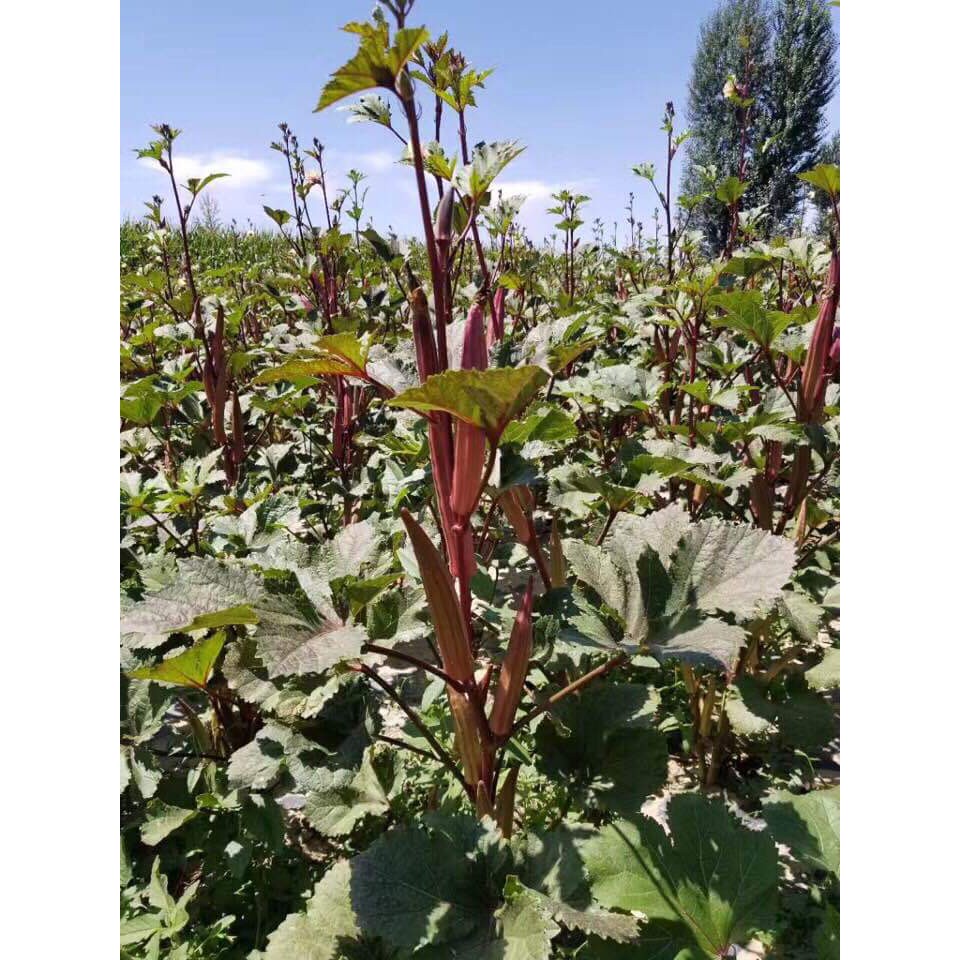 Hạt giống đậu bắp trái xanh/ trái đỏ tốt cho xương khớp bảo vệ sức khỏe