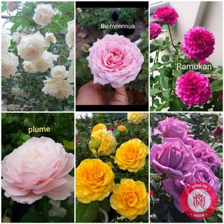 Combo 10 Cành Chiết Hồng Ngoại Cành Chiết Hoa Hồng