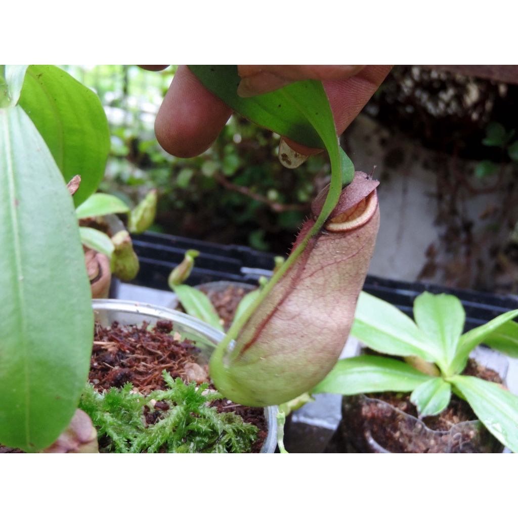 Cây bắt côn trùng, Cây nắp ấm N. mirabillis lai, cây cao khỏng 15cm, dễ trồng cho người mới