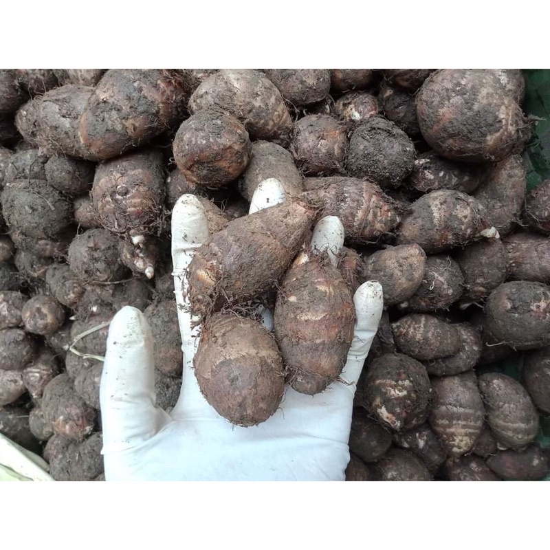 Khoai sọ, khoai môn bở, dẻo thơm ngon- hàng chất lượng