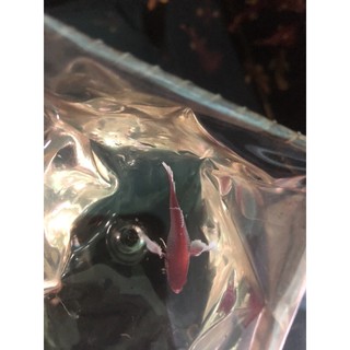 BETTA MÁI DUMBO LAVENDER