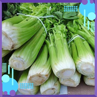 Hạt Giống Rau Cần Tây bẹ to Thái Lan .