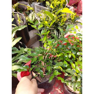 Cây Nguyệt Quế thơm