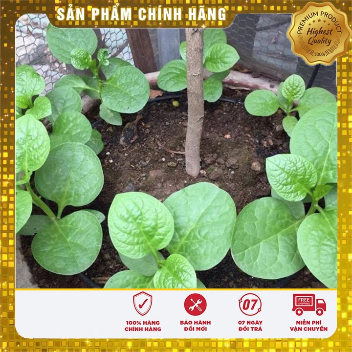 Hạt giống Rau Mồng Tơi Xanh(20 gram)