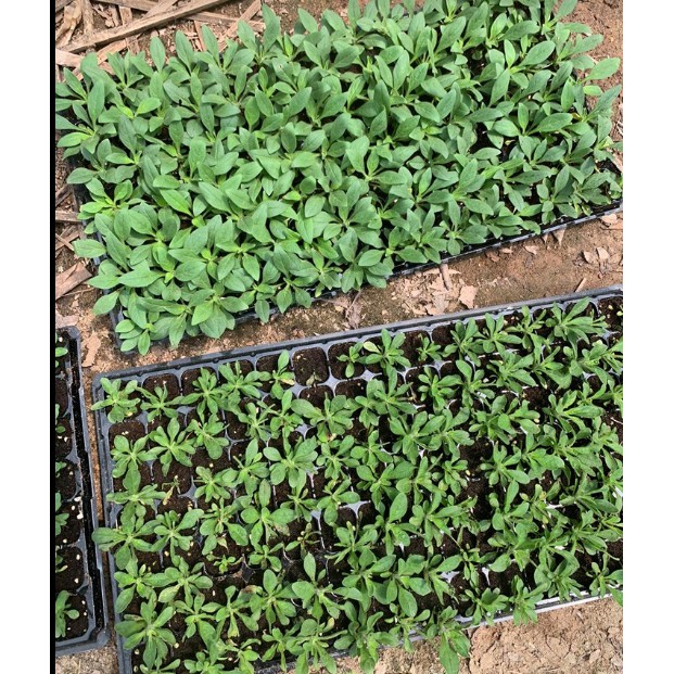 10 cây dạ yến thảo rủ các mầu cây giống ảnh Cây thực tế ảnh cuối