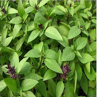 Hạt giống rau húng quế (hương nhu tía)