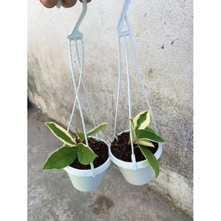 Lan Cẩm Cù lá Cẩm Thạch
