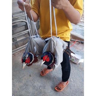 trứng chim trĩ giống