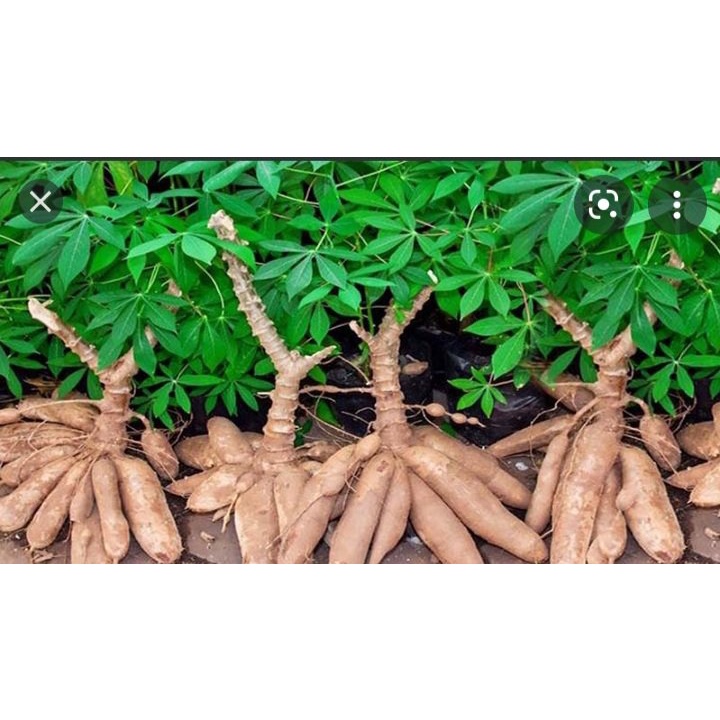 ] 7 KG CỦ KHOAI MÌ RUỘT TRẮNG DẺO.