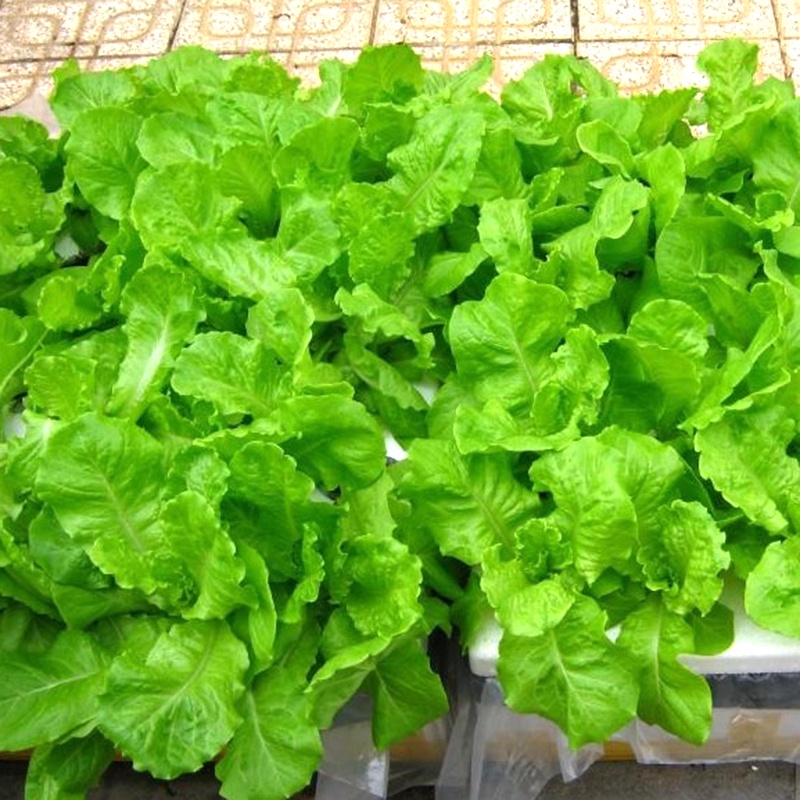 HẠT GIỐNG CẢI BẸ DÚN
