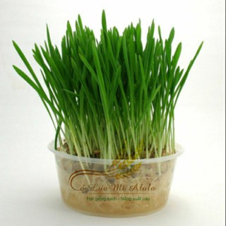 (FREE SHIP) Combo cỏ lúa mì/cỏ mèo/thỏ/chó tự trồng