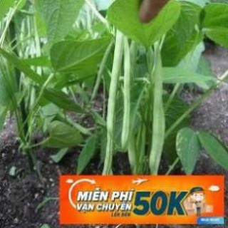 20g Hạt giống Đậu Cove Lùn (tặng gói kích nẩy mầm và hướng dẫn) LuckyseadTG