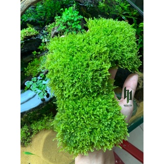 RÊU MINI TAIWAN VỈ 10X10