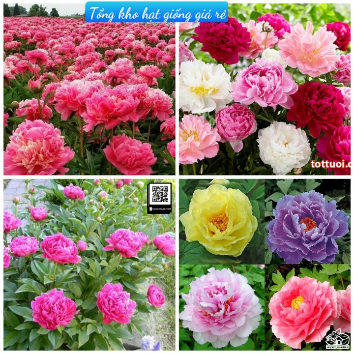 Hạt Giống Hoa Mẫu Đơn F1Hoa Nở Siêu Đẹp & Dễ Trồng-Tổng kho hạt giống giá rẻ