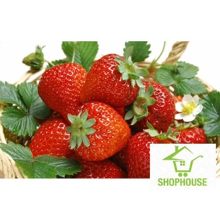 shophouse 100 Hạt giống dâu tây quả to chịu nhiệt  SHOP HOUSE  TẾT KHUYẾN MẠI