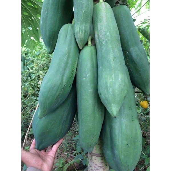 Hạt giống đu đủ khổng lồ MangNum F1