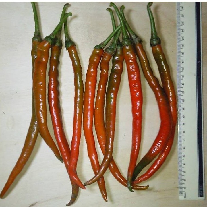 Hạt giống ỚT HÀN QUỐC F1 DÀI 14-18cm_1 gói 30 hạt - HGT