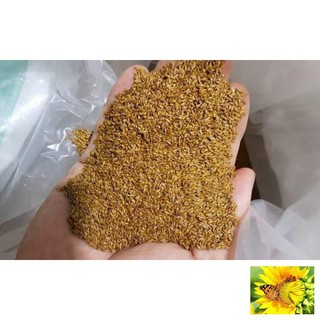 100 - HẠT GIỐNG CỎ NHUNG NHẬT