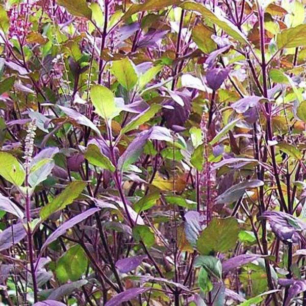 Hạt giống cây Hương nhu đỏ tím nhập Thái lan nguyên gói 1gr (~2000 hạt) (Red Holy Basil)