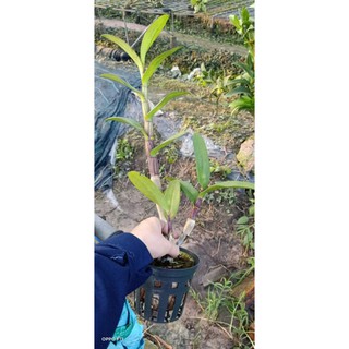 Hoa lan denro tím Huế - cây lớn