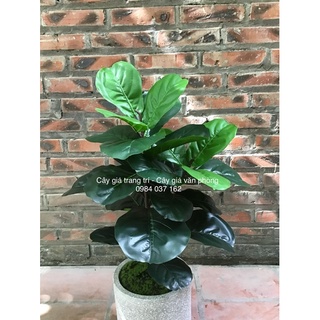Cây bàng Singapo cao 66cm và 80cm kèm chậu nhựa đen to