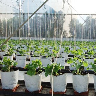 1Kg Túi PE Hai Lớp Trồng Cây Tiện Lợi 20*40 cm (32 - 34 túi)