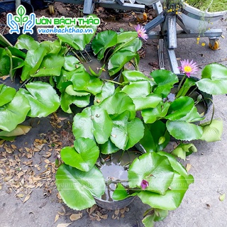 Bụi CÂY HOA SÚNG (chỉ giao hỏa tốc)