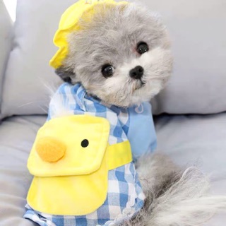Bộ con vịt cho chó mèo