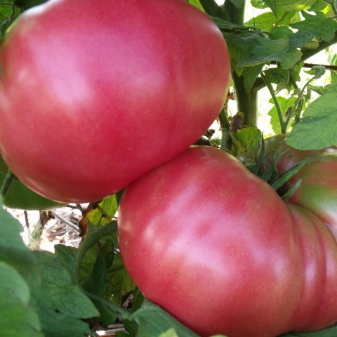 Bán Hạt giống cà chua Hồng ( 30 hạt) tại Hạt Giống Bốn Mùa