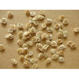 Hạn giống cà chua lùn Đà Lạt ( quynhduongshop )