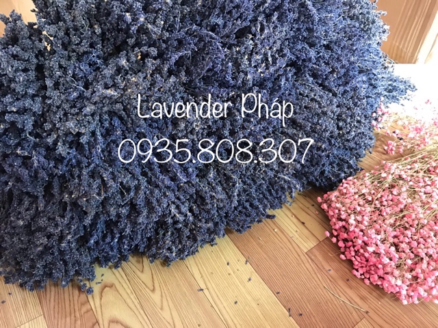 Hoa True Lavender Pháp