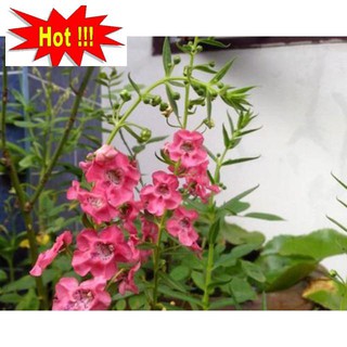 Hạt Giống Hoa Ngọc Hân - Hoa Bâng Khuâng 10 Hạt