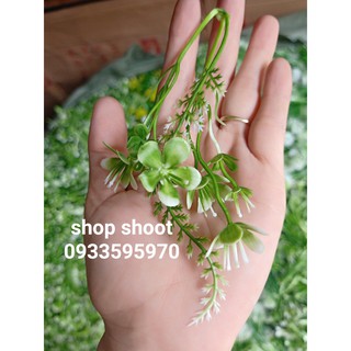 CỎ ĐIỂM- HOA 5 CÁNH PHỐI LÁ MĂNG