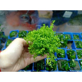 Trân Châu Cu ba Vỉ Nhựa 14x8 (CÂY THỦY SINH)