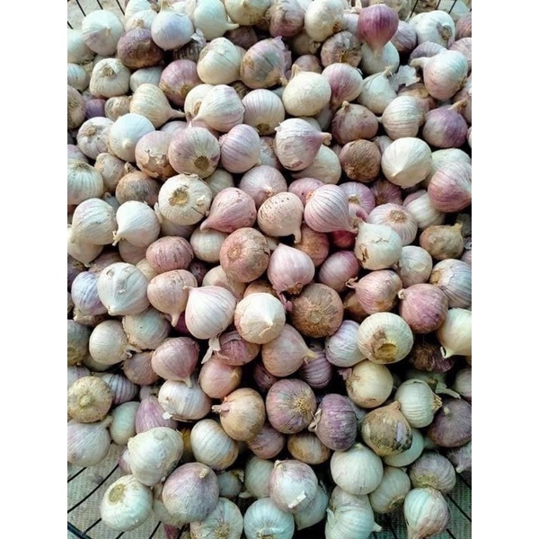 1kg tỏi cô đơn