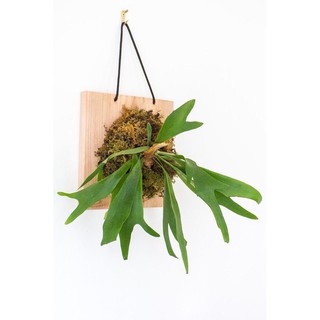Cây ổ rồng trang trí nhà cửa ( ảnh thật 345)
