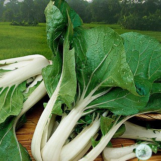 20gram HẠT GIỐNG CẢI BẸ TRẮNG