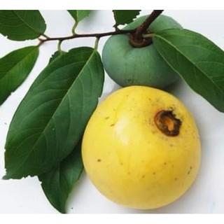 cây THỊ giống (cây thị thơm cổ tấm cổ tích)