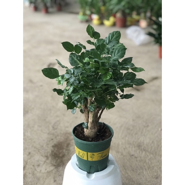 Cây hạnh phúc cao 50-60cm thích hợp để bàn hàng trung quốc bền đẹp