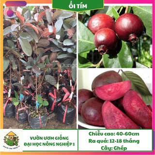 Cây giống ổi tím Malaysia F1, giống ổi tím học viện nông nghiệp, cây ổi tím ghép cao 50cm - 60cm
