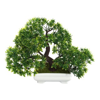 Chậu bonsai nhựa trồng cây bonsai