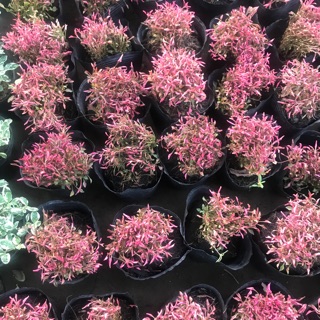 Cây San hô lá đỏ thái, giá 50k/b