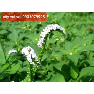 cây vòi voi phơi khô 1kg