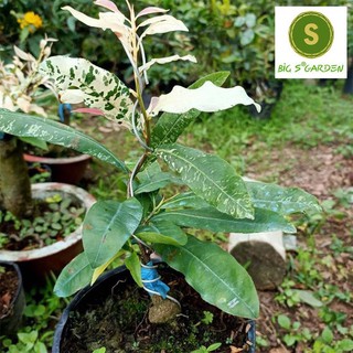 Cây Mai Vàng Đột Biến Đủ Loại