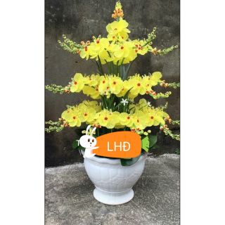 Combo nguyên liệu hoa lan hồ điệp T10.5B.T8.4B.T6.3B.13N