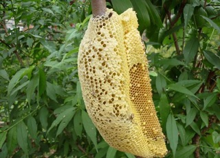 Mật ong rừng