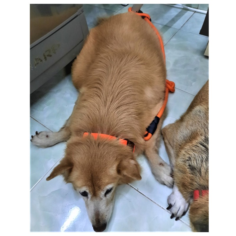 VÒNG CỔ CHO CHÓ KHÓA NHỰA PHỐI MÀU THEO YÊU CẦU (1 BỘ: 10 CÁI) -  LOVE PETS SHOP